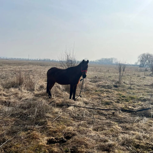 Acțiune pentru protecția animalelor la Podari. Au fost aplicate amenzi