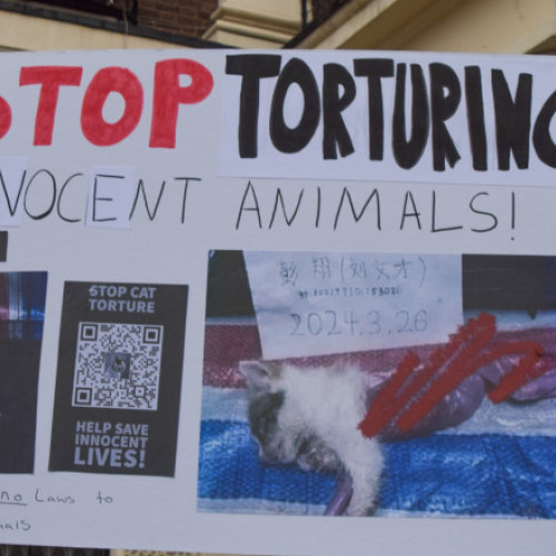 Rețeaua globală a torturii animalelor devine tot mai extinsă și periculoasă