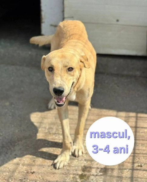 Târg de adopții canine în centrul Craiovei, pe 20 septembrie
