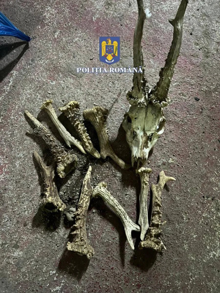 Descoperire de carne de vânat și capcane ilegale în percheziții din Olt