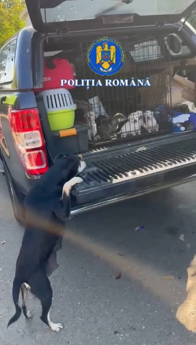 Opt cățeluși abandonați într-un tomberon, salvați în Segarcea