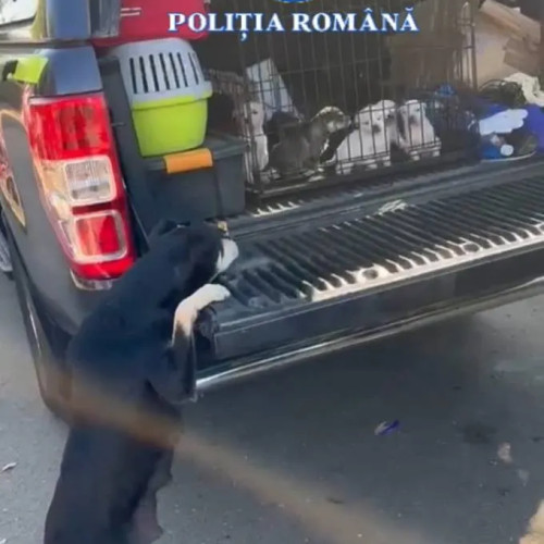 Opt cățeluși abandonați într-un tomberon, salvați în Segarcea
