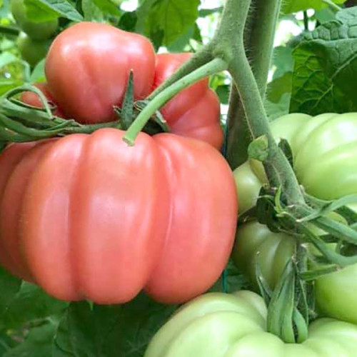 Crește Ajutorul pentru Cultivatorii de Tomate în România