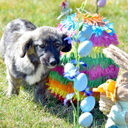 Adoptă un cățeluș la târgul de adopții canine din Parcul Romanescu